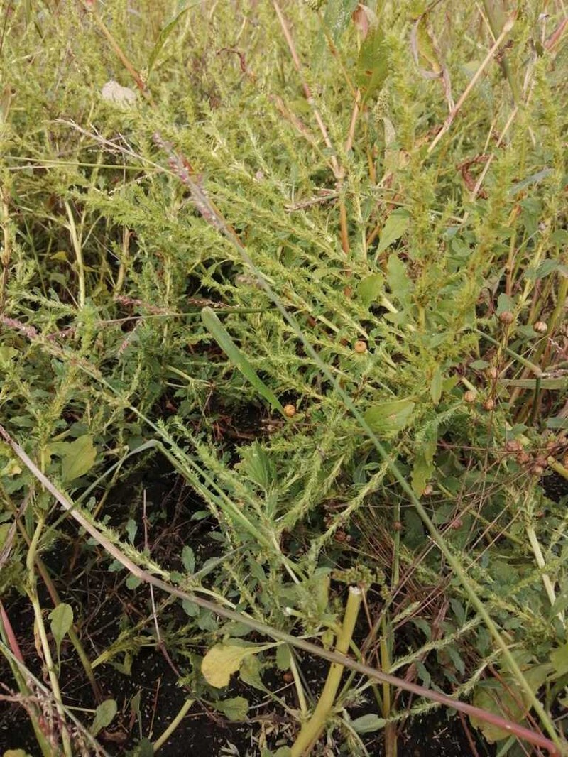 Prostrate Pigweed photo 7