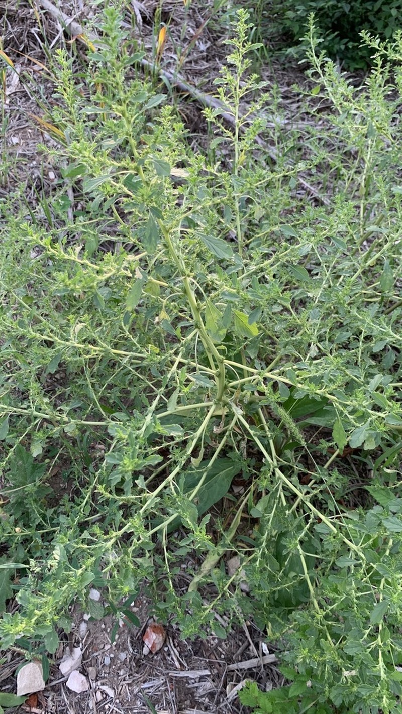 Prostrate Pigweed photo 8