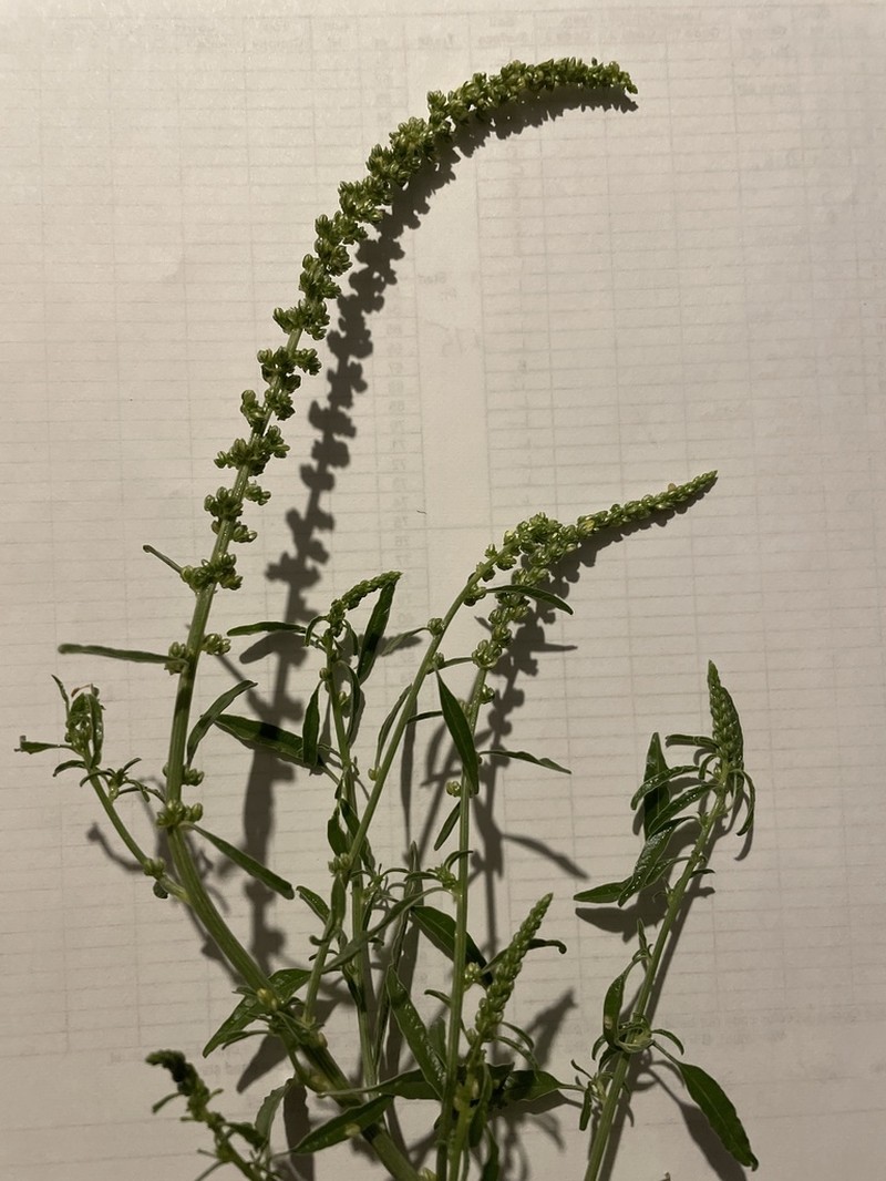 Sandhill Amaranth photo 2