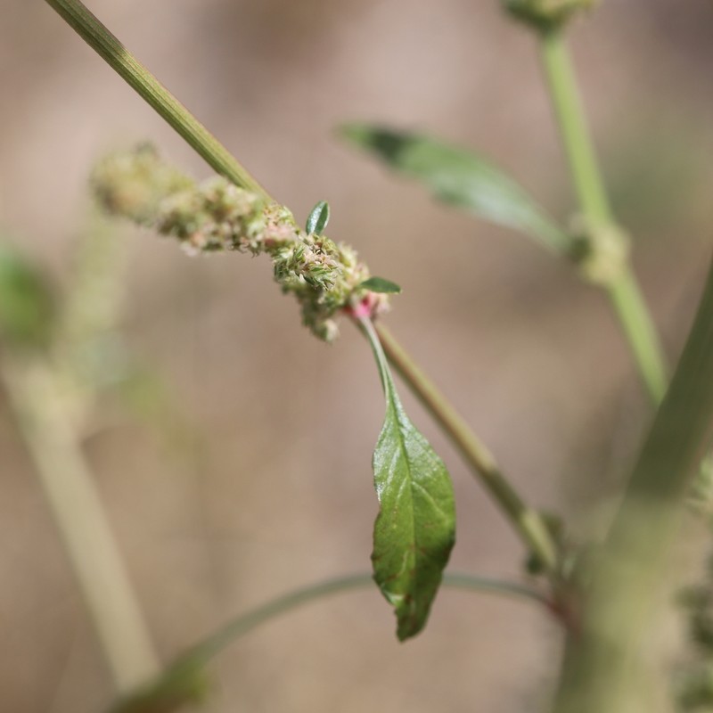Sandhill Amaranth photo 3