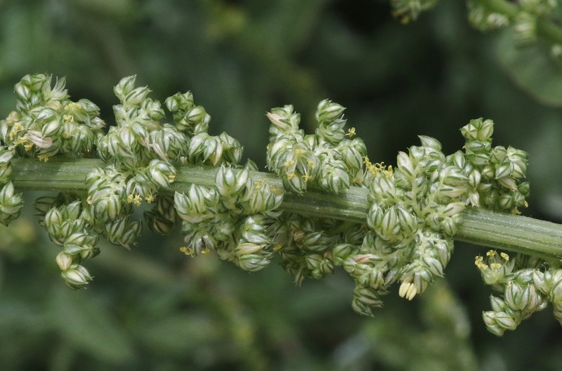 Sandhill Amaranth photo 4