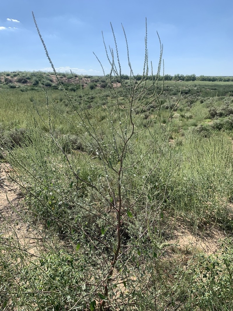 Sandhill Amaranth photo 5