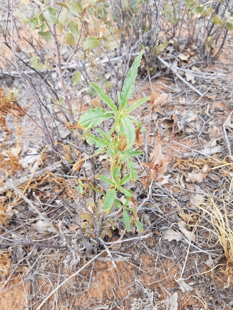 Sandhill Amaranth photo 6