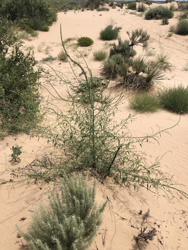 Sandhill Amaranth photo 7