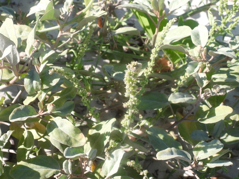 Sandhill Amaranth photo 8