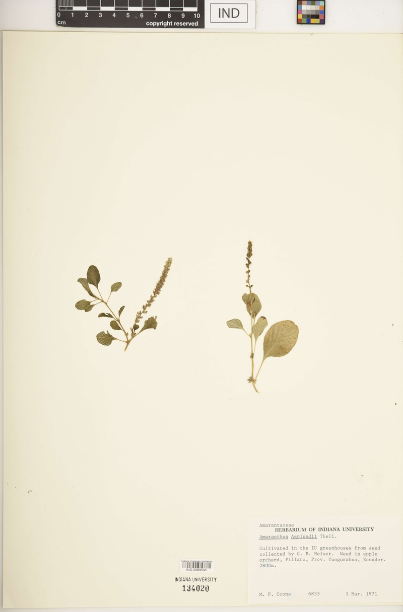 Amaranthus asplundii