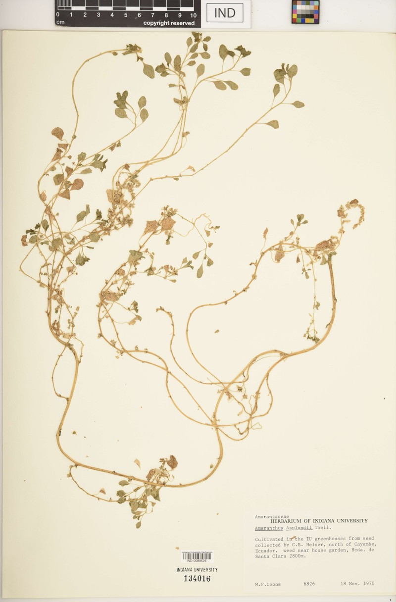 Amaranthus asplundii photo 2