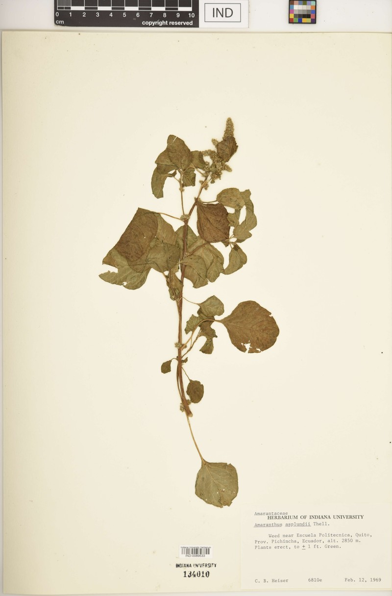 Amaranthus asplundii photo 3