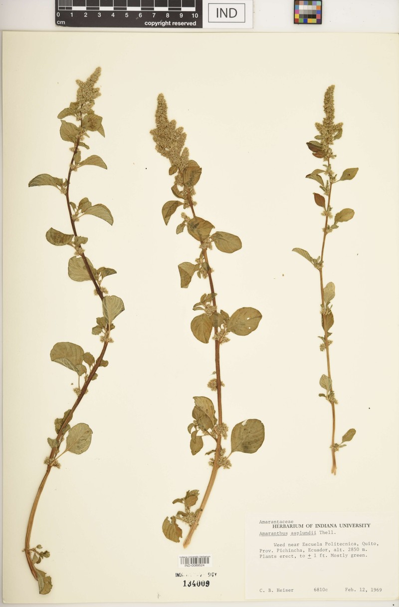 Amaranthus asplundii photo 4