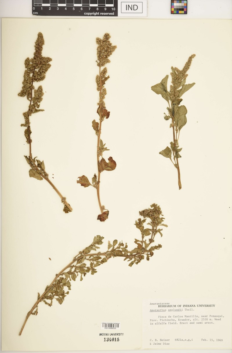 Amaranthus asplundii photo 5
