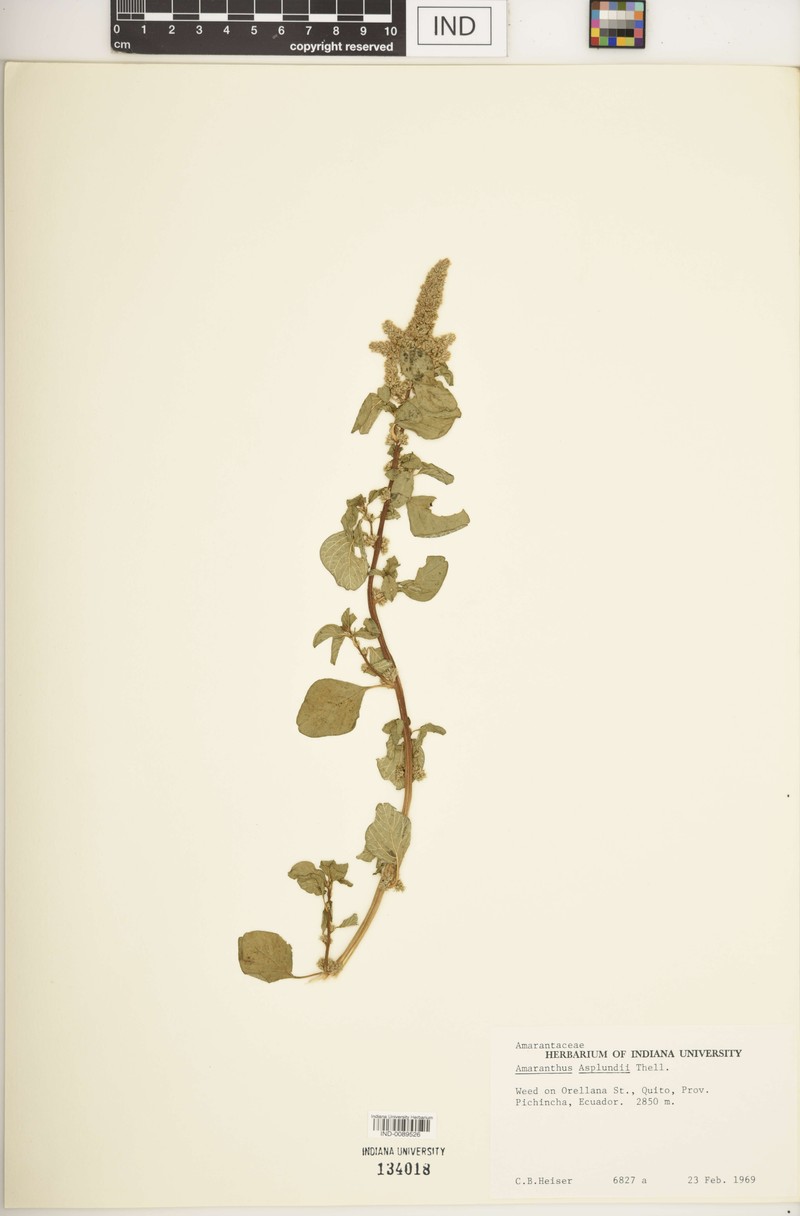 Amaranthus asplundii photo 6