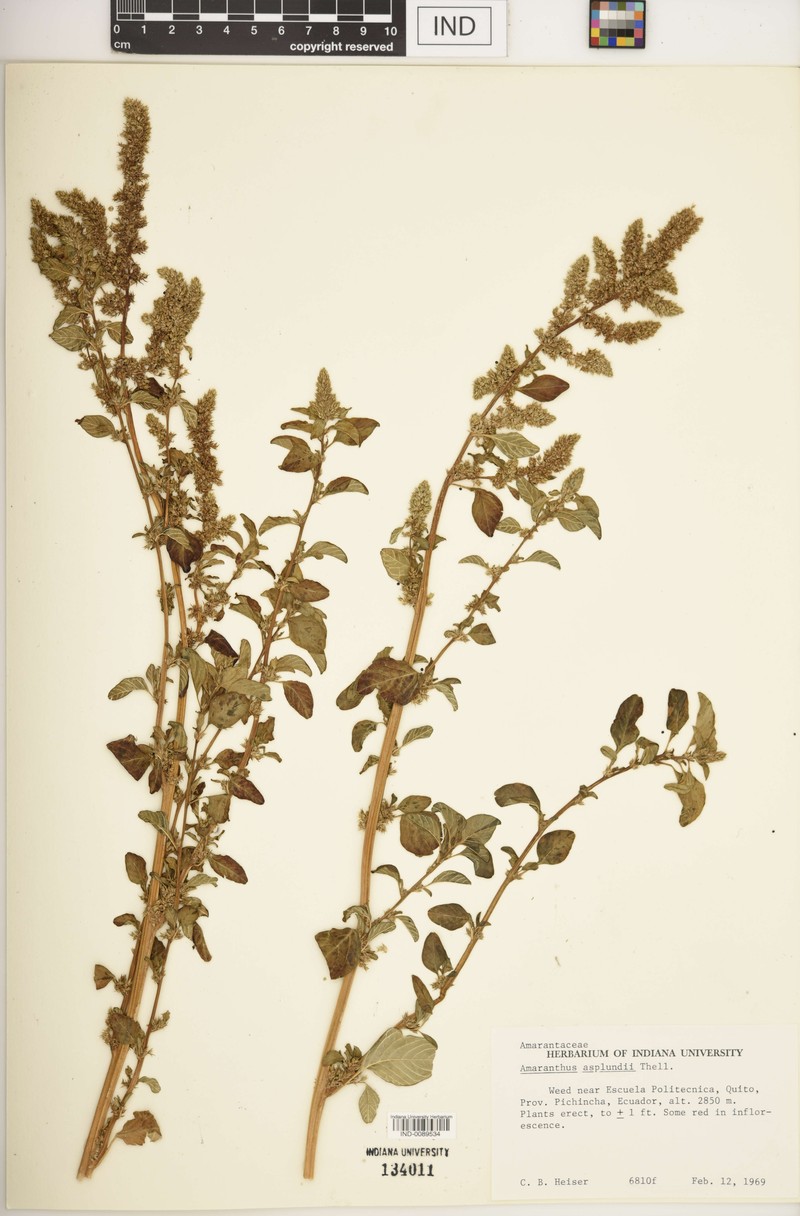 Amaranthus asplundii photo 7