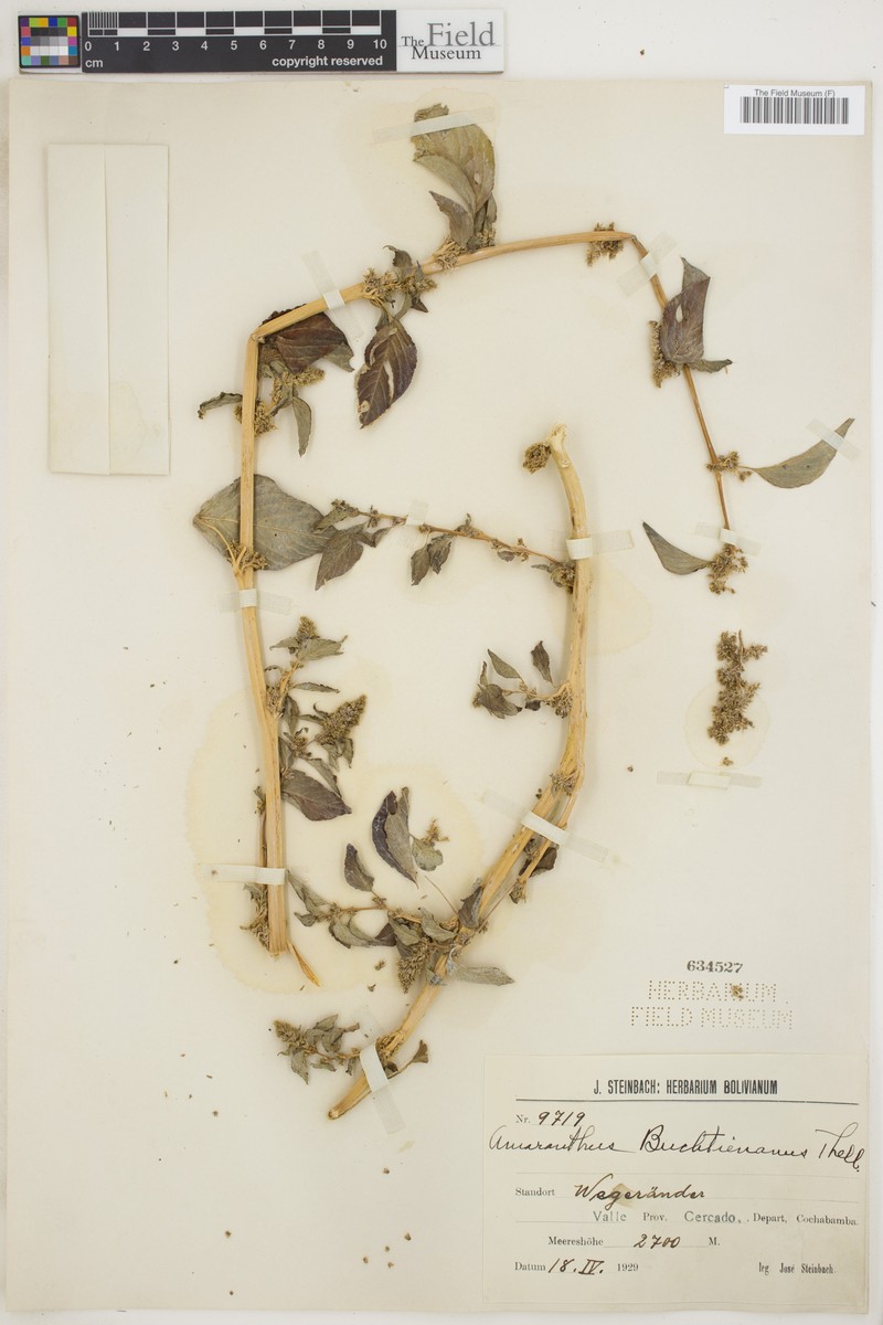 Amaranthus asplundii subsp. asplundii