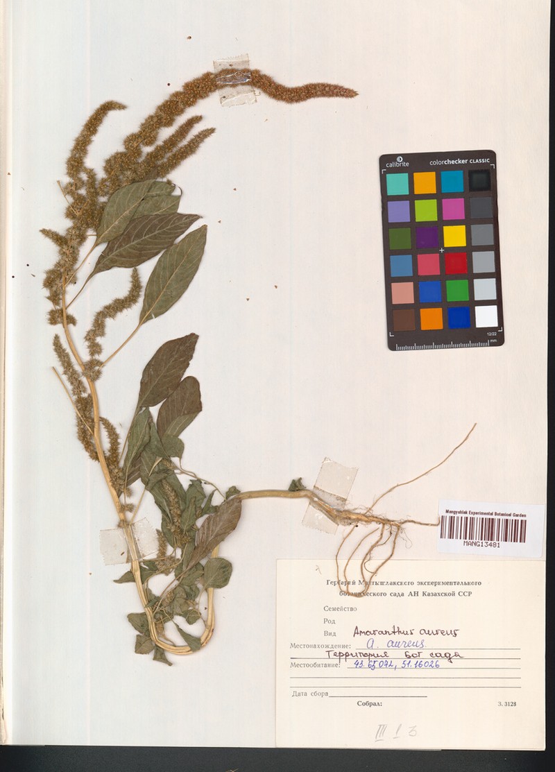 Amaranthus aureus