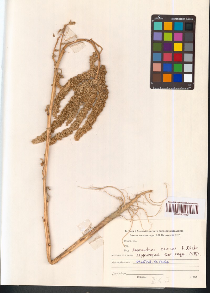 Amaranthus aureus photo 2