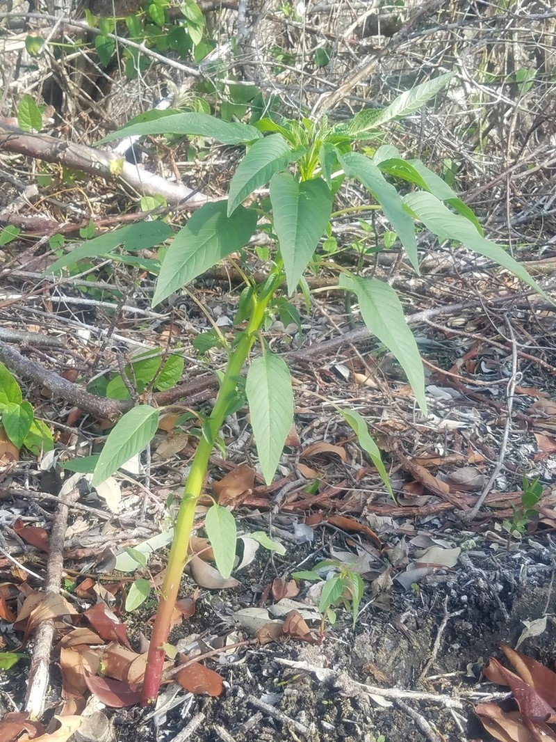 Southern Amaranth