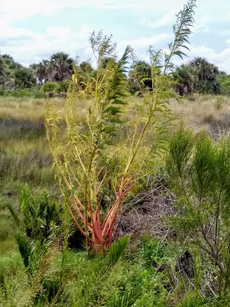 Southern Amaranth photo 3