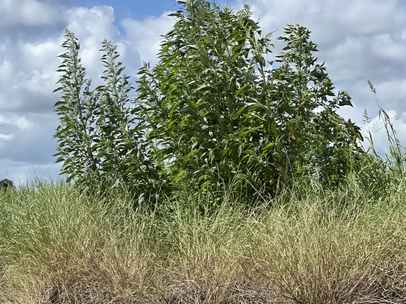 Southern Amaranth photo 4