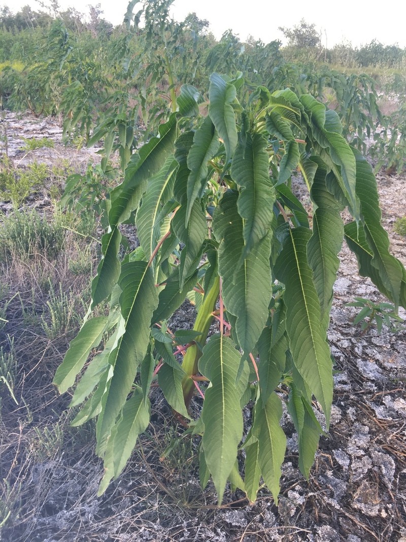 Southern Amaranth photo 5