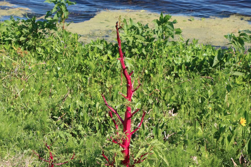Southern Amaranth photo 6