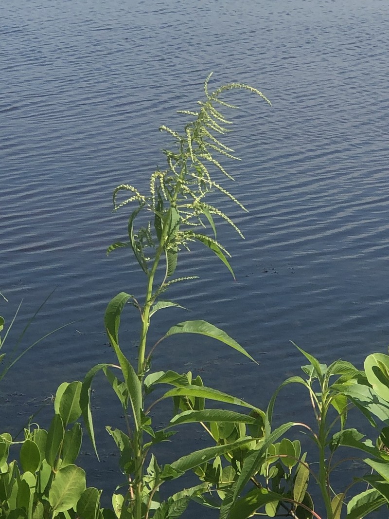 Southern Amaranth photo 8