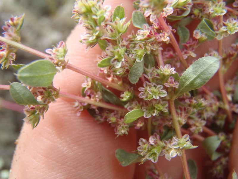 Bigelow's Amaranth