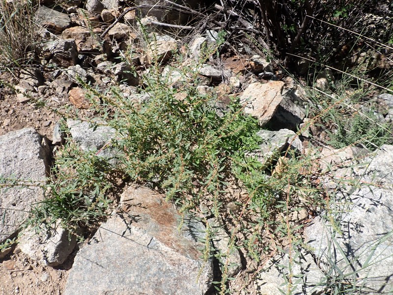Bigelow's Amaranth photo 2