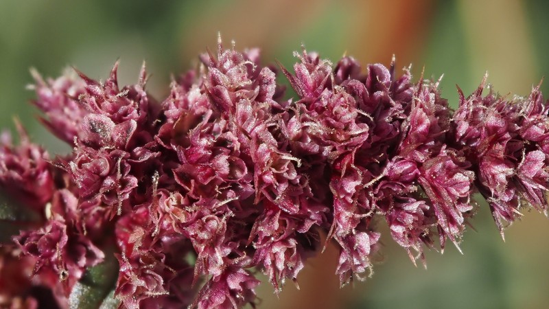 Bigelow's Amaranth photo 3