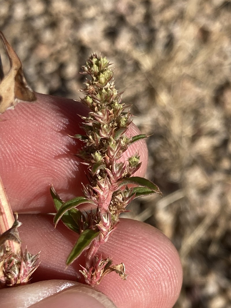 Bigelow's Amaranth photo 4