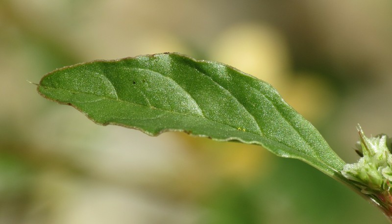 Bigelow's Amaranth photo 5