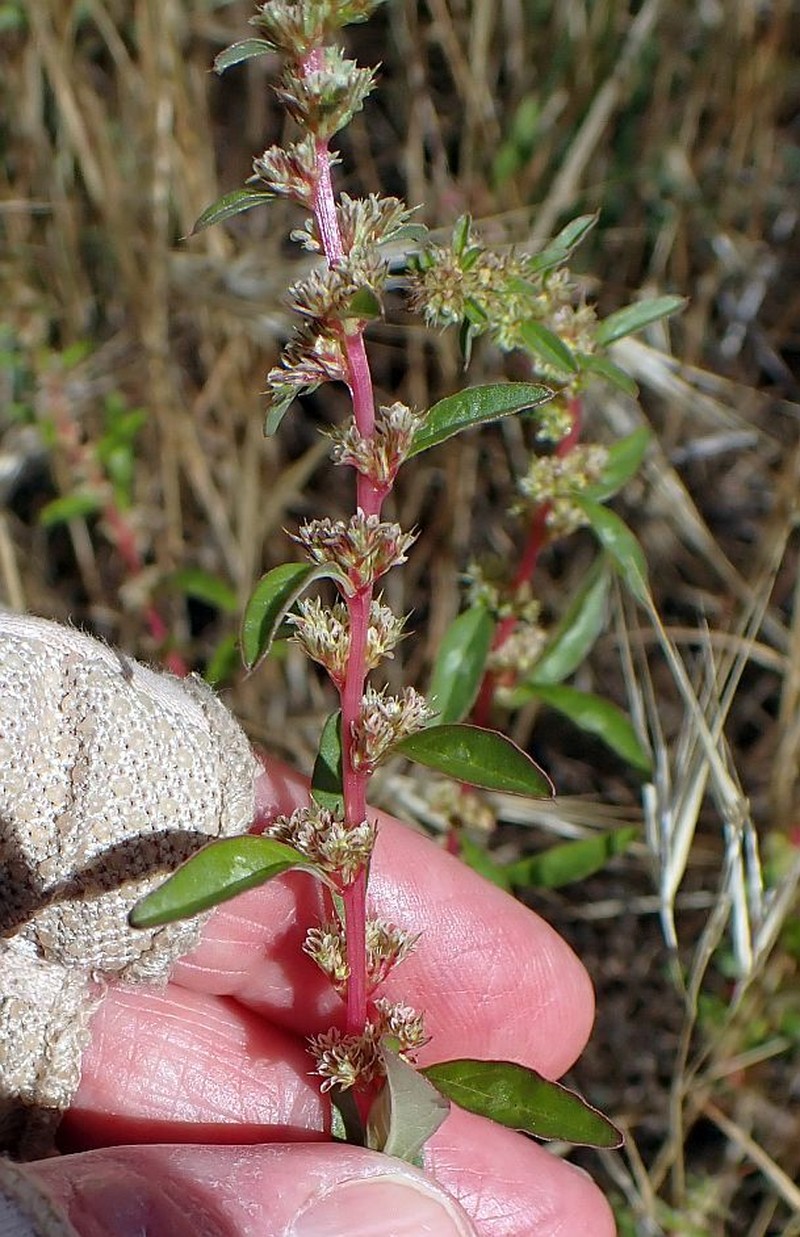 Bigelow's Amaranth photo 6