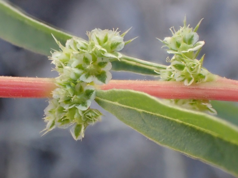 Bigelow's Amaranth photo 7