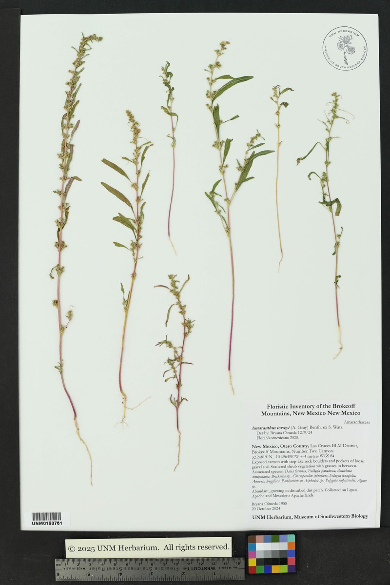 Bigelow's Amaranth photo 8