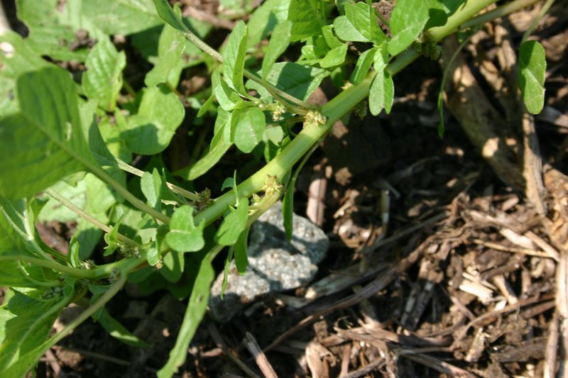 Mat Amaranth photo 2