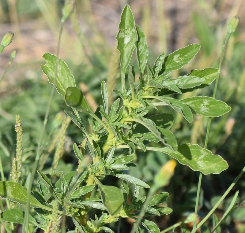 Mat Amaranth photo 3