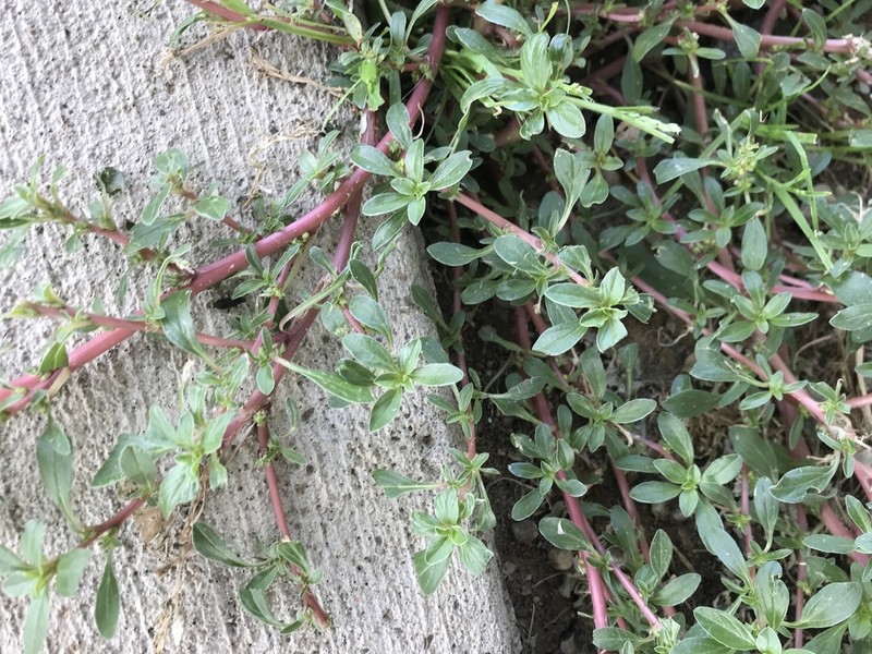 Mat Amaranth photo 4