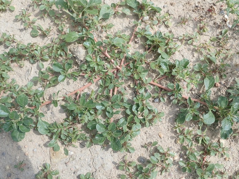 Mat Amaranth photo 5
