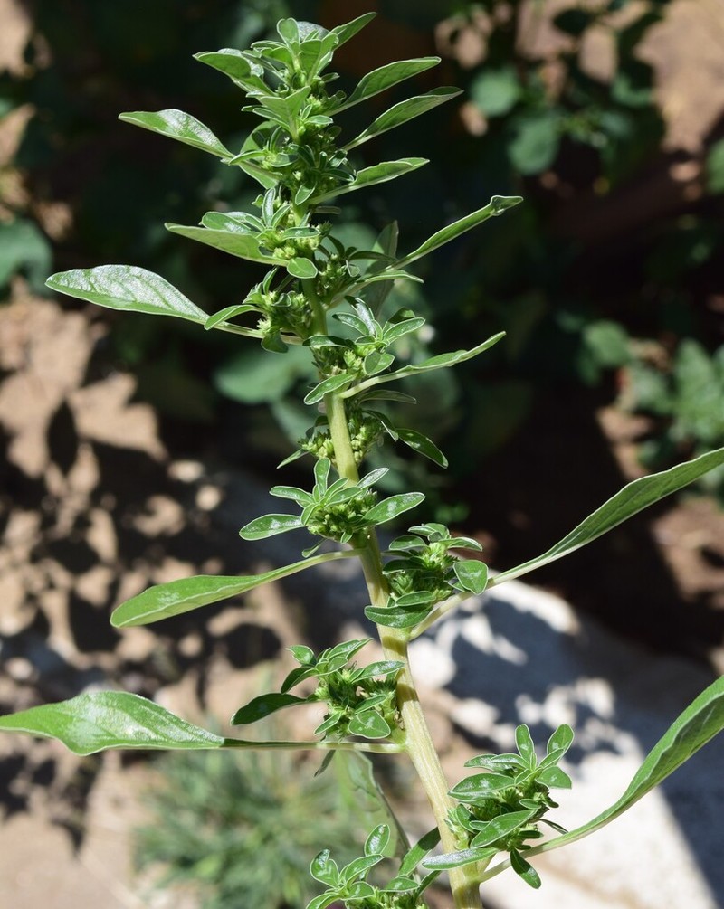 Mat Amaranth photo 6