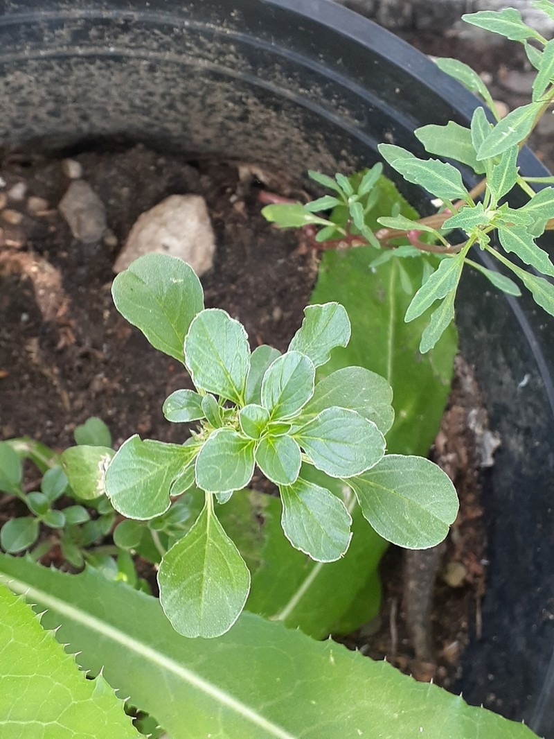 Mat Amaranth photo 7