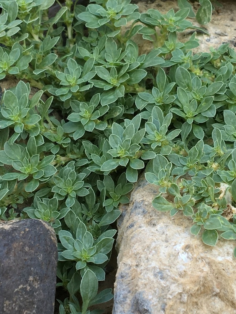 Mat Amaranth photo 8