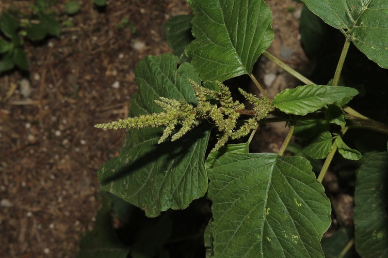 Purple Amaranth photo 2