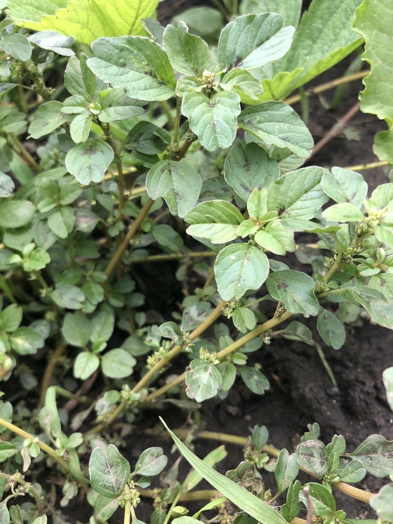 Purple Amaranth photo 3