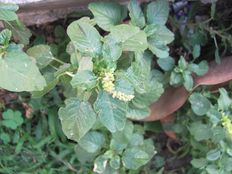 Purple Amaranth photo 5