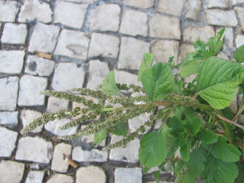 Purple Amaranth photo 7