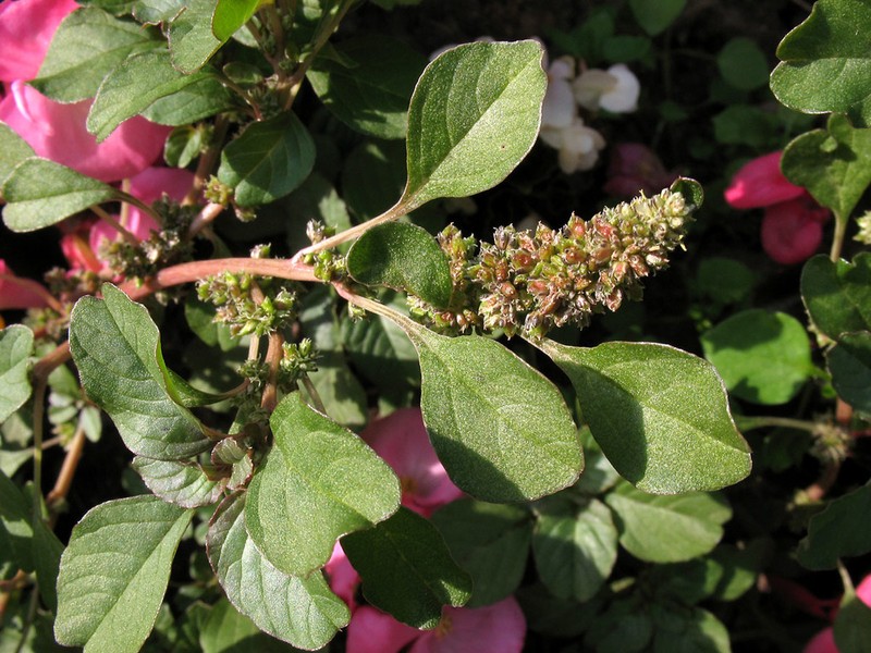 Purple Amaranth photo 8