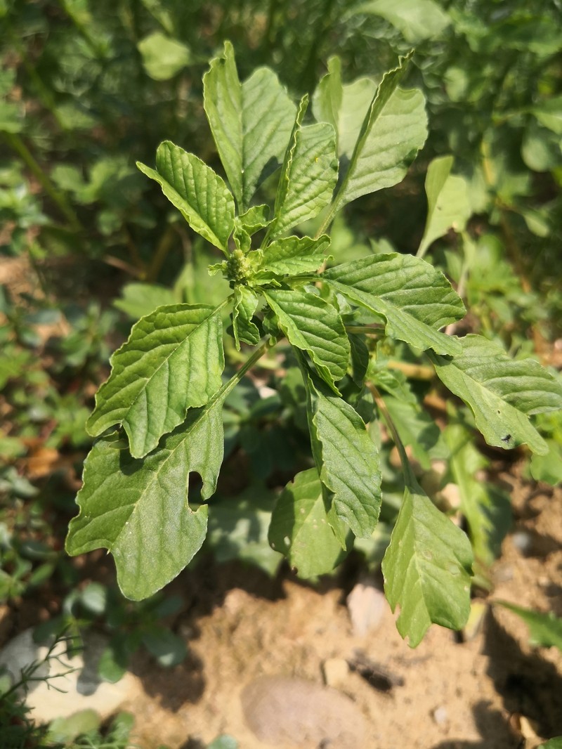 Amaranthus blitum subsp. blitum photo 2