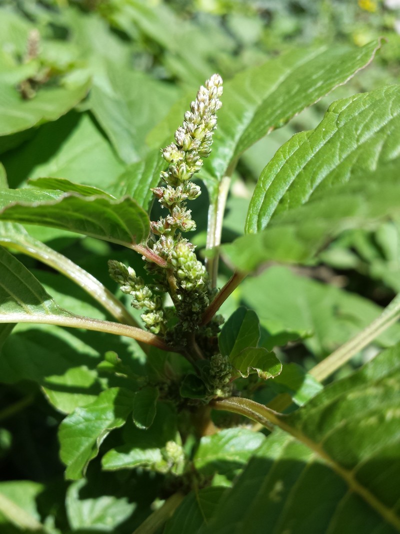 Amaranthus blitum subsp. blitum