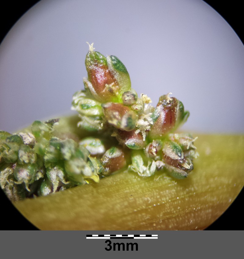 Amaranthus blitum subsp. blitum photo 3