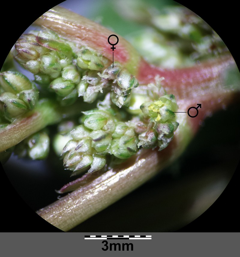 Amaranthus blitum subsp. blitum photo 4