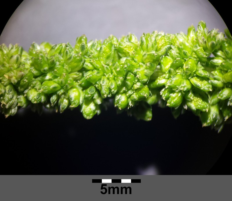 Amaranthus blitum subsp. blitum photo 5
